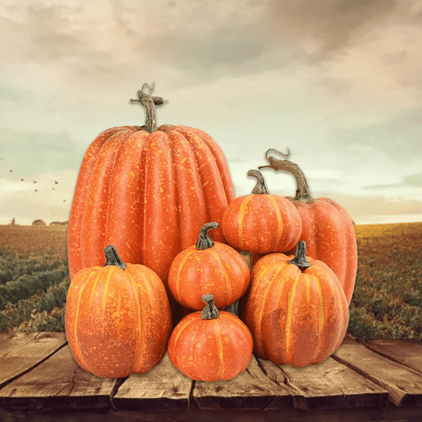 Stack of pumpkins on a wooden surface with a field background