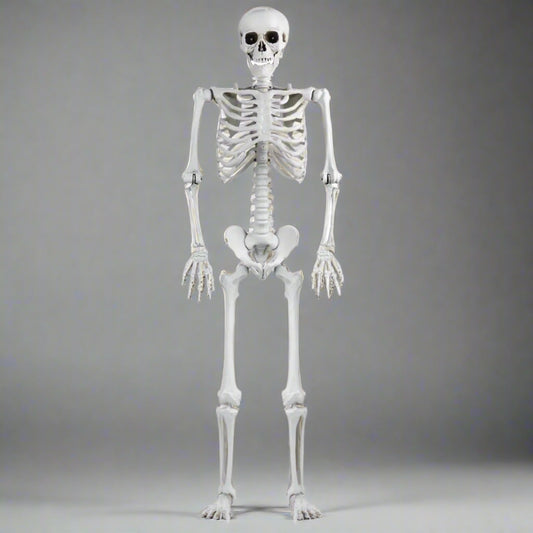 Terror Tommy – 65" Life-Size Hanging Halloween Skeleton